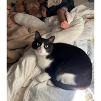 添い寝する猫
