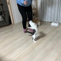 猫じゃらしで遊ぶ猫