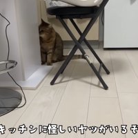 キッチンに怪しいヤツ