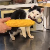 とうもろこしを差し出されて体を引いている猫