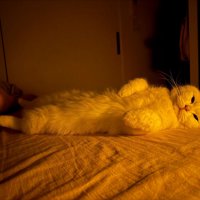 仰向けでカメラ目線の猫