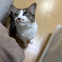 上を見る猫