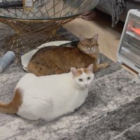 電気ストーブの前にいる2匹の猫