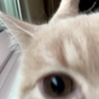近づいてくるむぎちゃん