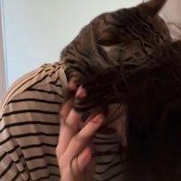 人の髪の毛を噛む猫