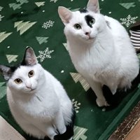 並んで座って飼い主を見上げる2匹の猫