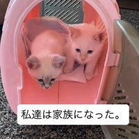 キャリーの中にいる子猫