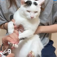 猫の様子