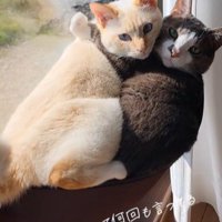 ぎゅうぎゅう詰めでハンモックに乗る2匹の猫