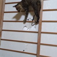 下りようとする猫