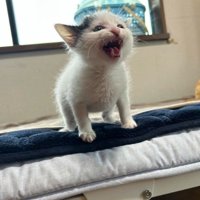 室内にいる猫
