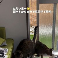 2匹目の猫が入室する