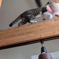 梁の上を歩く猫