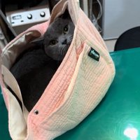 バッグに入った猫