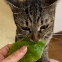 膝に手をかけて野菜を食べる猫