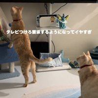 立ち上がる猫