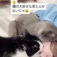 2匹の猫に甘えられる飼い主