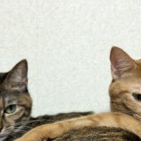 茶トラ（右）と麦わら猫（左）の顔