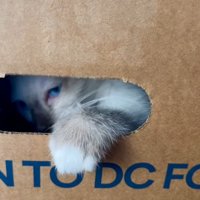 ダンボールの隙間から見えている子猫の目元