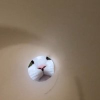 キッチンペーパーの芯の向こうにいる猫