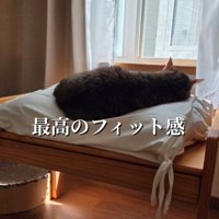 クッションの上で眠る猫