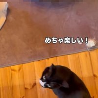 飼い主の足元にやってくる猫