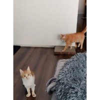 室内にいる猫たち