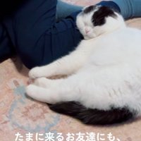 人間の足を枕にして寝る猫