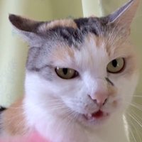 怒っている三毛猫のアップ