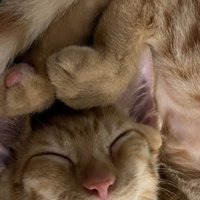 体をくねらせて寝ている茶トラ猫