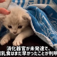 タオルをかぶる子猫