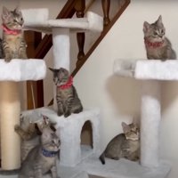 写真撮影する猫