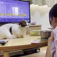 食事風景を見つめる猫