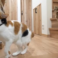 飛ぼうとする三毛猫