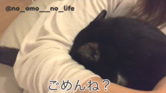 飼い主さんの腕に顔を隠し続けるあもちゃん