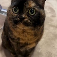 飼い主を見上げて座っている猫