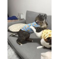ケンカしている猫たち