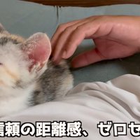 人の顔の横で寝る子猫（信頼の距離感、ゼロセンチ）