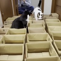 段ボールを並べた写真