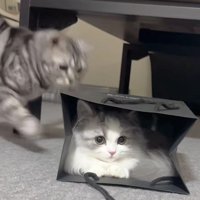 猫が入った紙袋を攻撃する猫