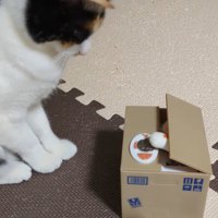 ダンボールから出てきた猫の手に驚いて後ずさる猫