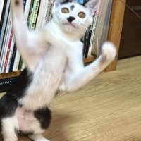 おもちゃで遊ぶ猫