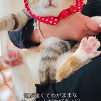 抱っこされる猫