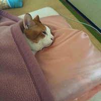 布団で寝る猫