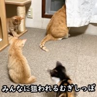 成猫の後ろにいる子猫たち