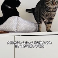 黒猫から目を逸らすキジトラ猫