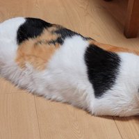 ツチノコのようなフォルムになった猫