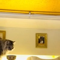 猫部屋のカーテン