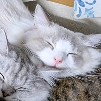 寝ている2匹の猫