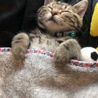 布団で眠る猫さん